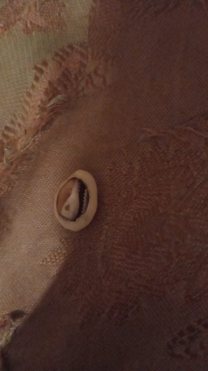 Cowrie shells for sale