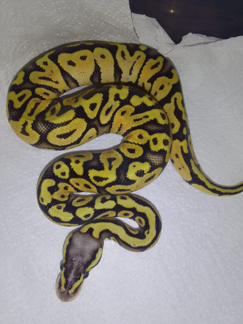 Corn Ball Python Ball pythons & Corn snakes | Junk Mail Marketplace