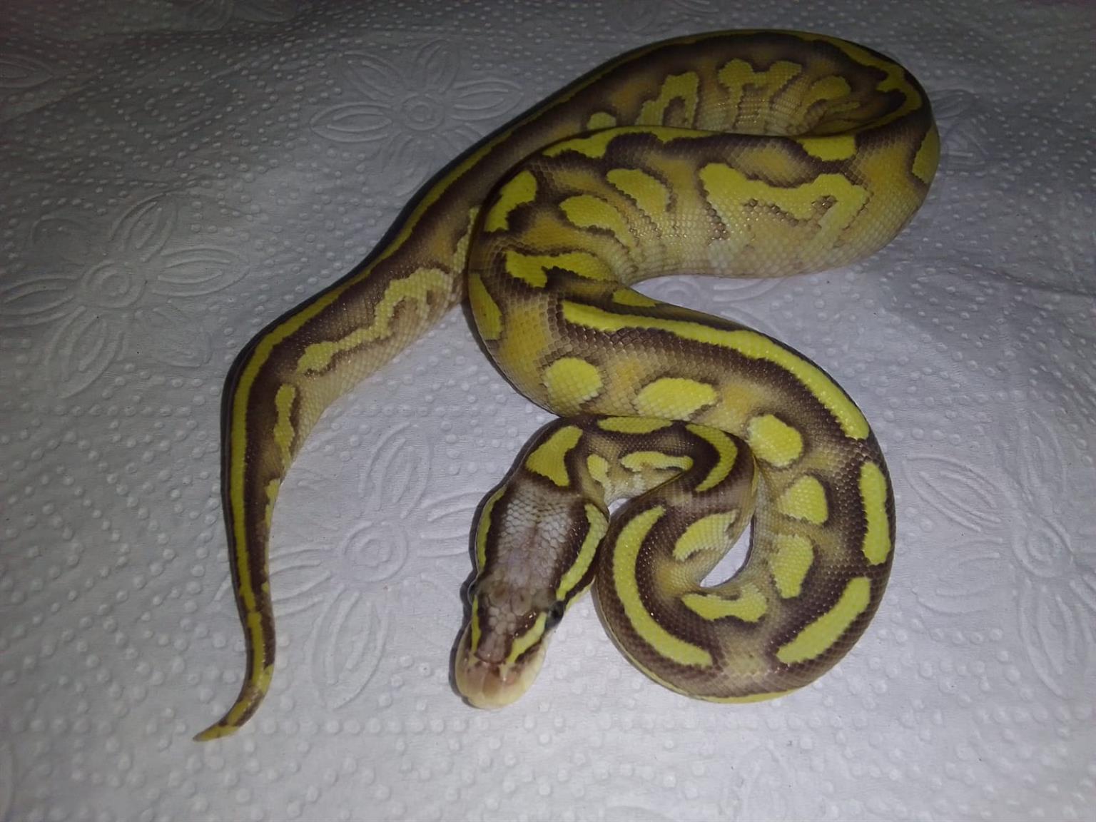 Corn Ball Python Ball pythons & Corn snakes | Junk Mail Marketplace