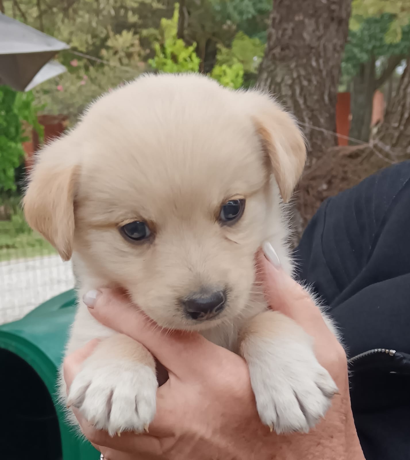 Designer cross breed - Gorgeous Borador Puppies (Border Collie ...