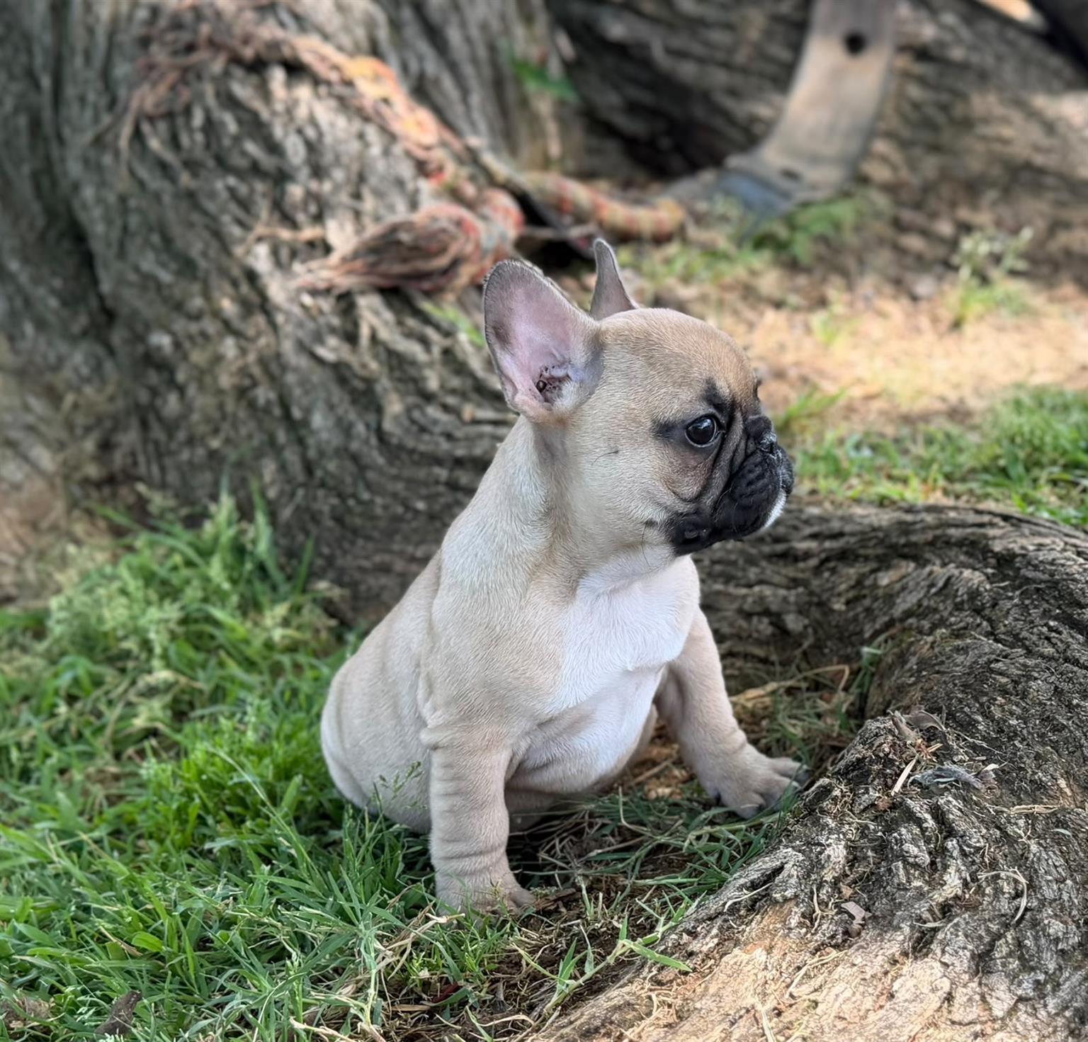 Gorgeous French bulldog puppies available | Junk Mail Marketplace