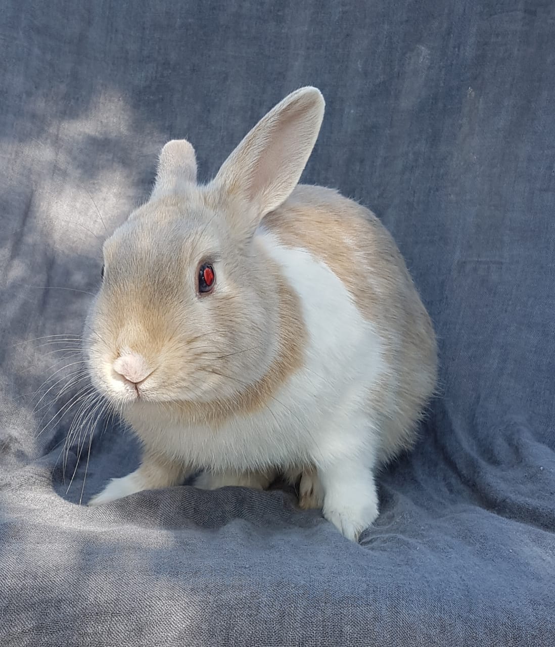 Rabbits for sale from 2 month to 7 month