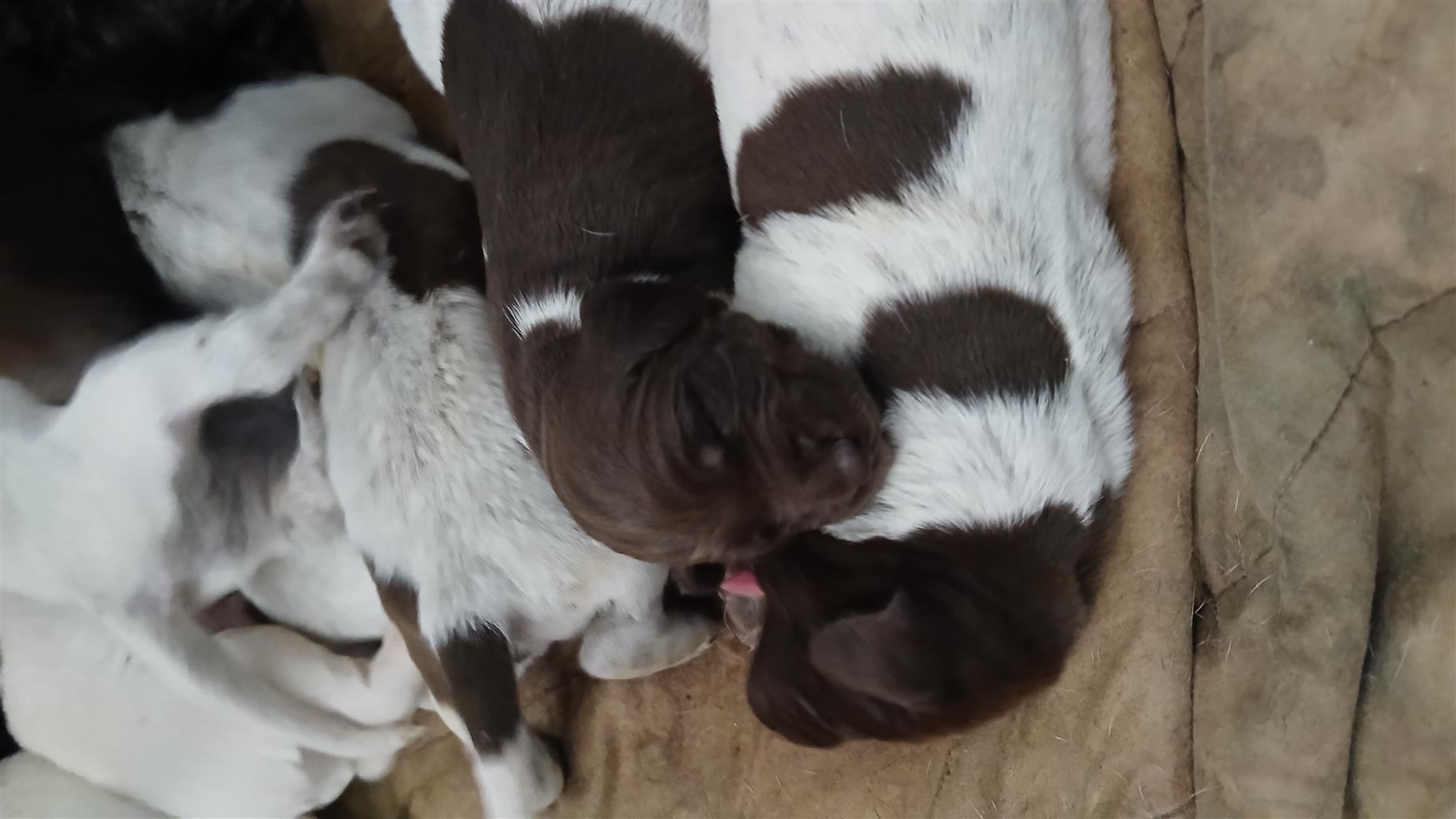German Shorthair Pointer Puppies Junk Mail Marketplace