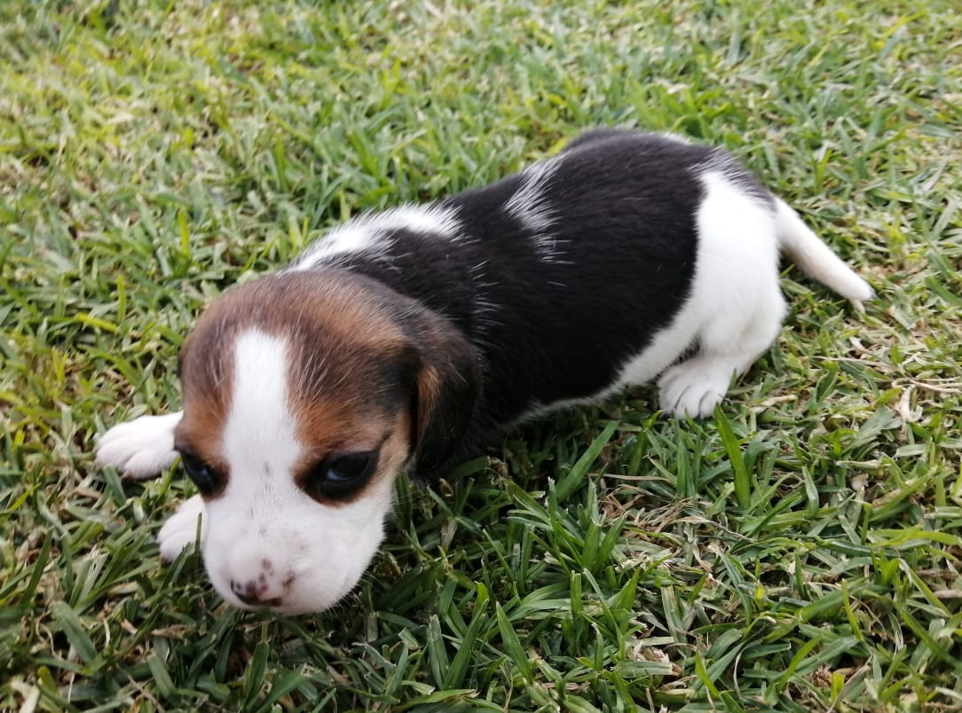 Beautiful BEAGLE  PUPPIES for sale