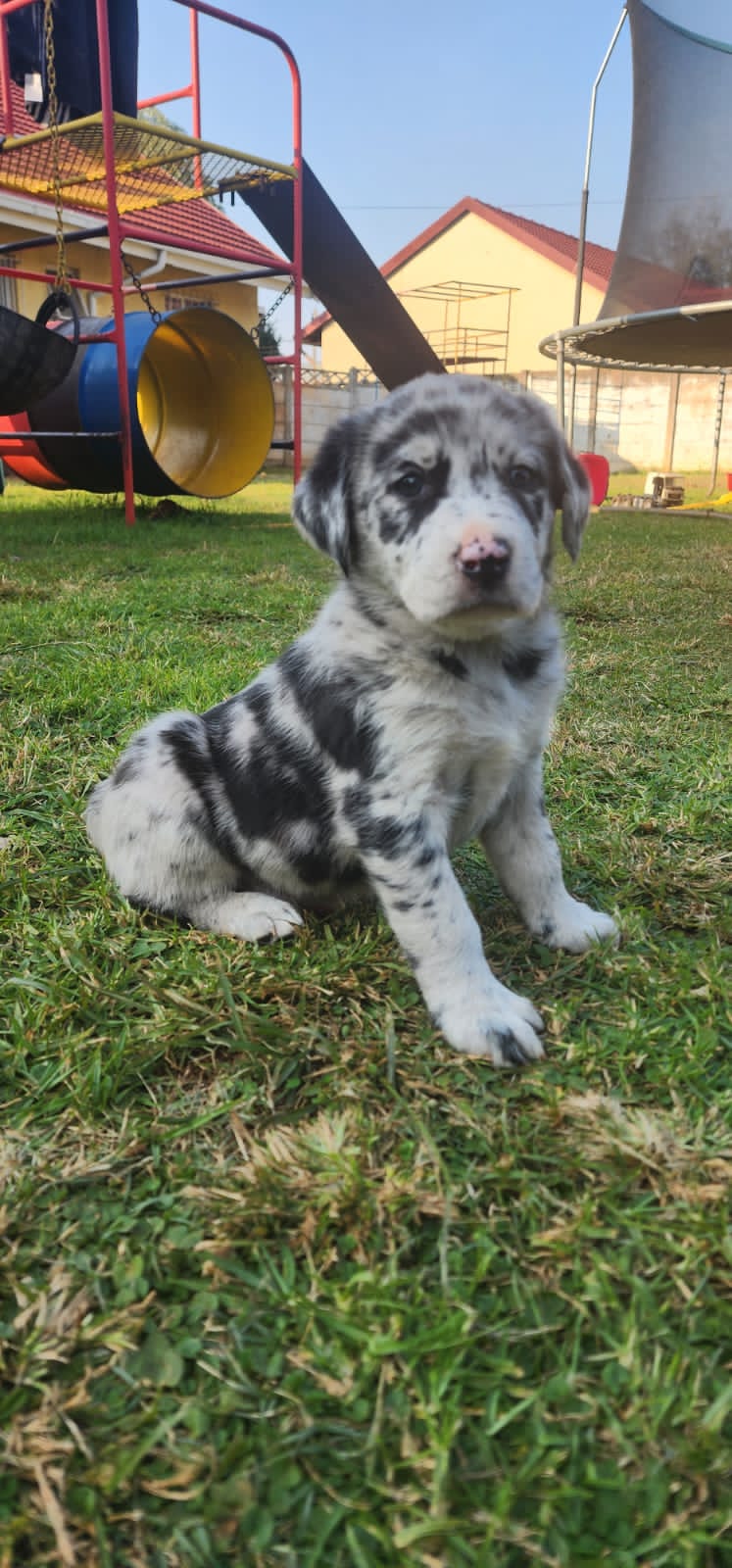 Aussiedors (Australian/Labrador) puppies | Junk Mail Marketplace