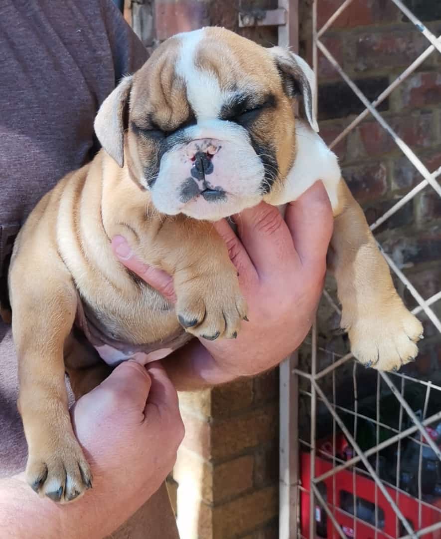 Adorable english bulldog puppies for sale | Junk Mail