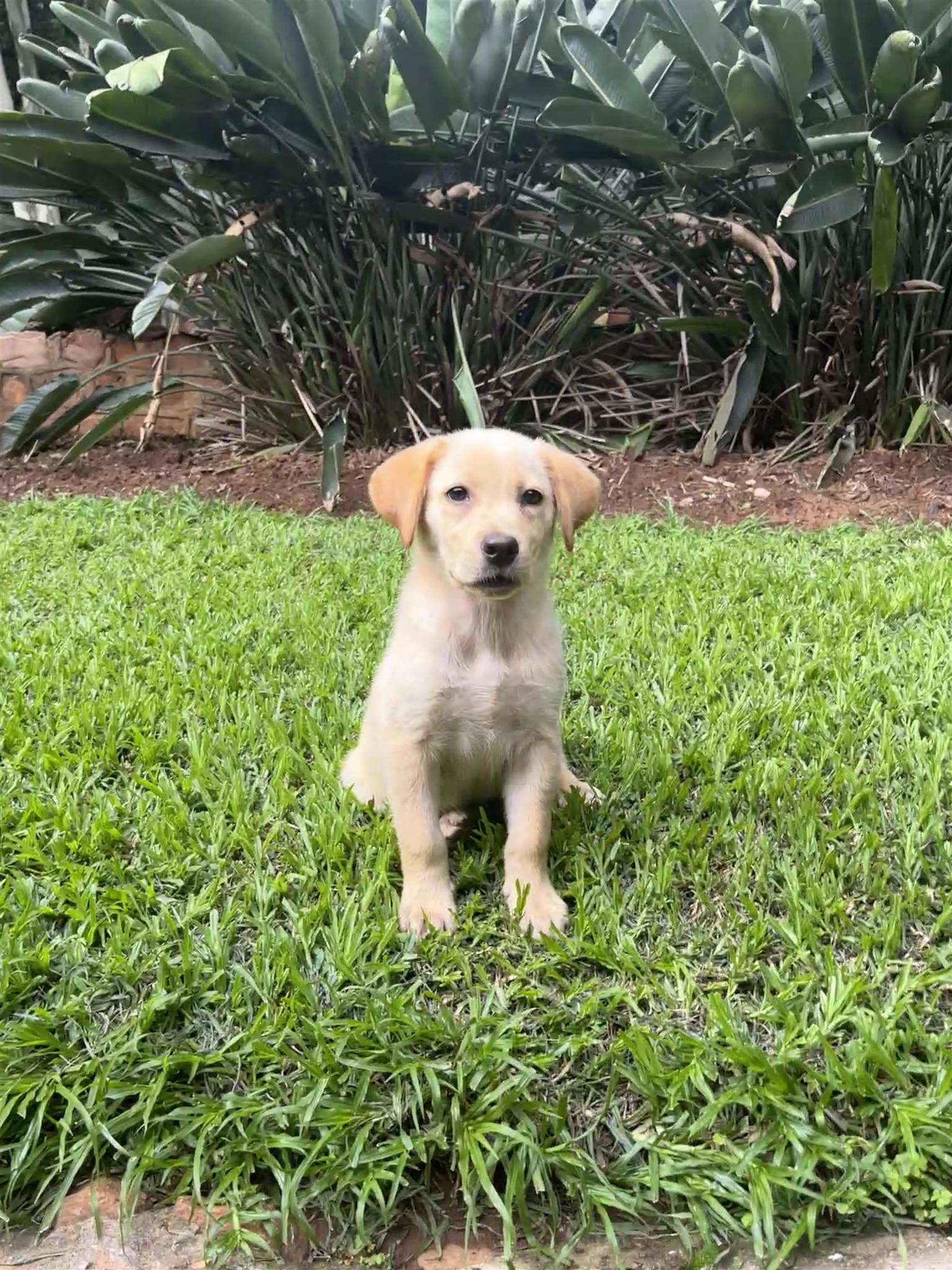 Purebred Labrador puppy | Junk Mail Marketplace