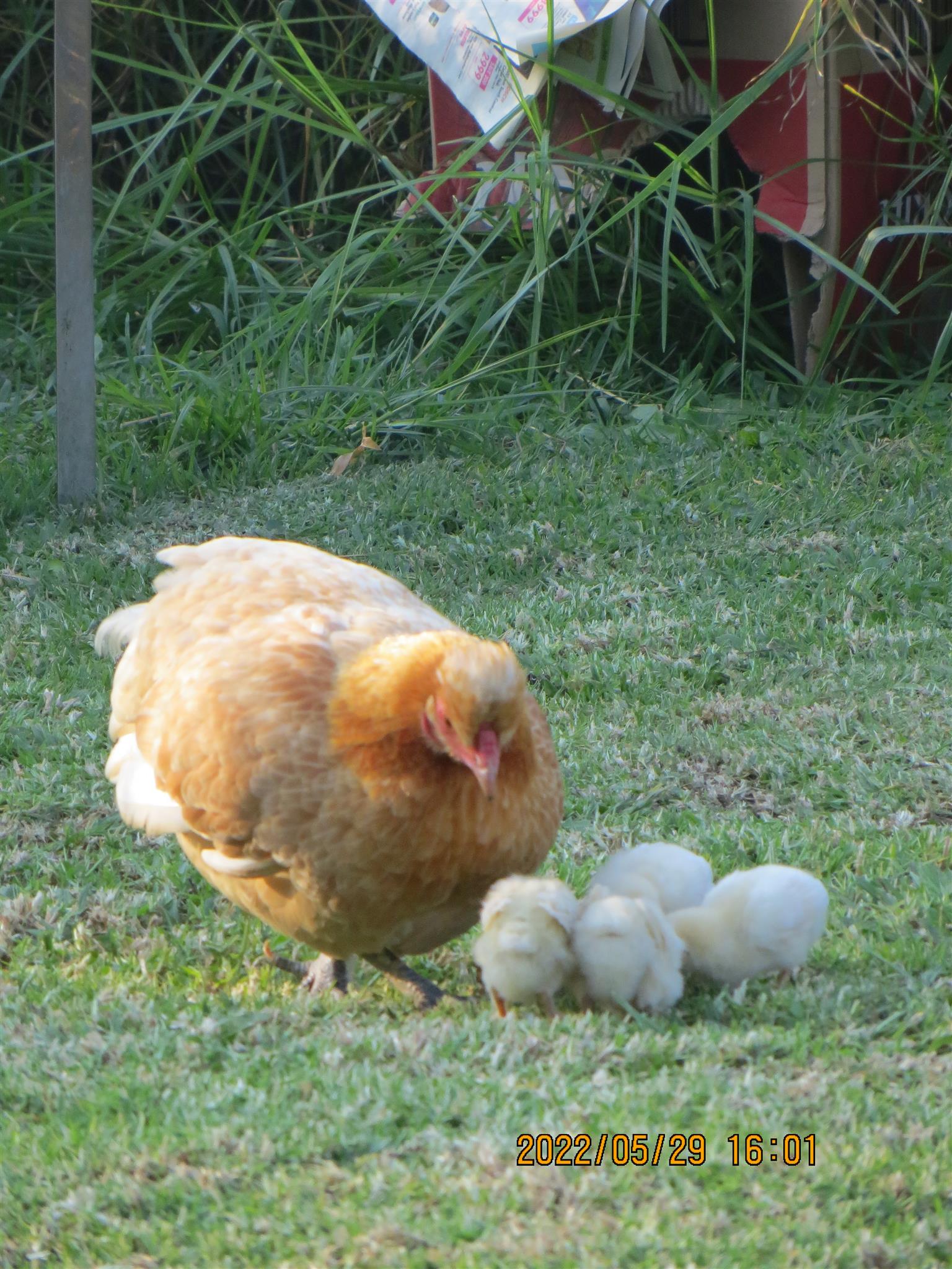 Silkie / Bantam Chickens for sale Junk Mail