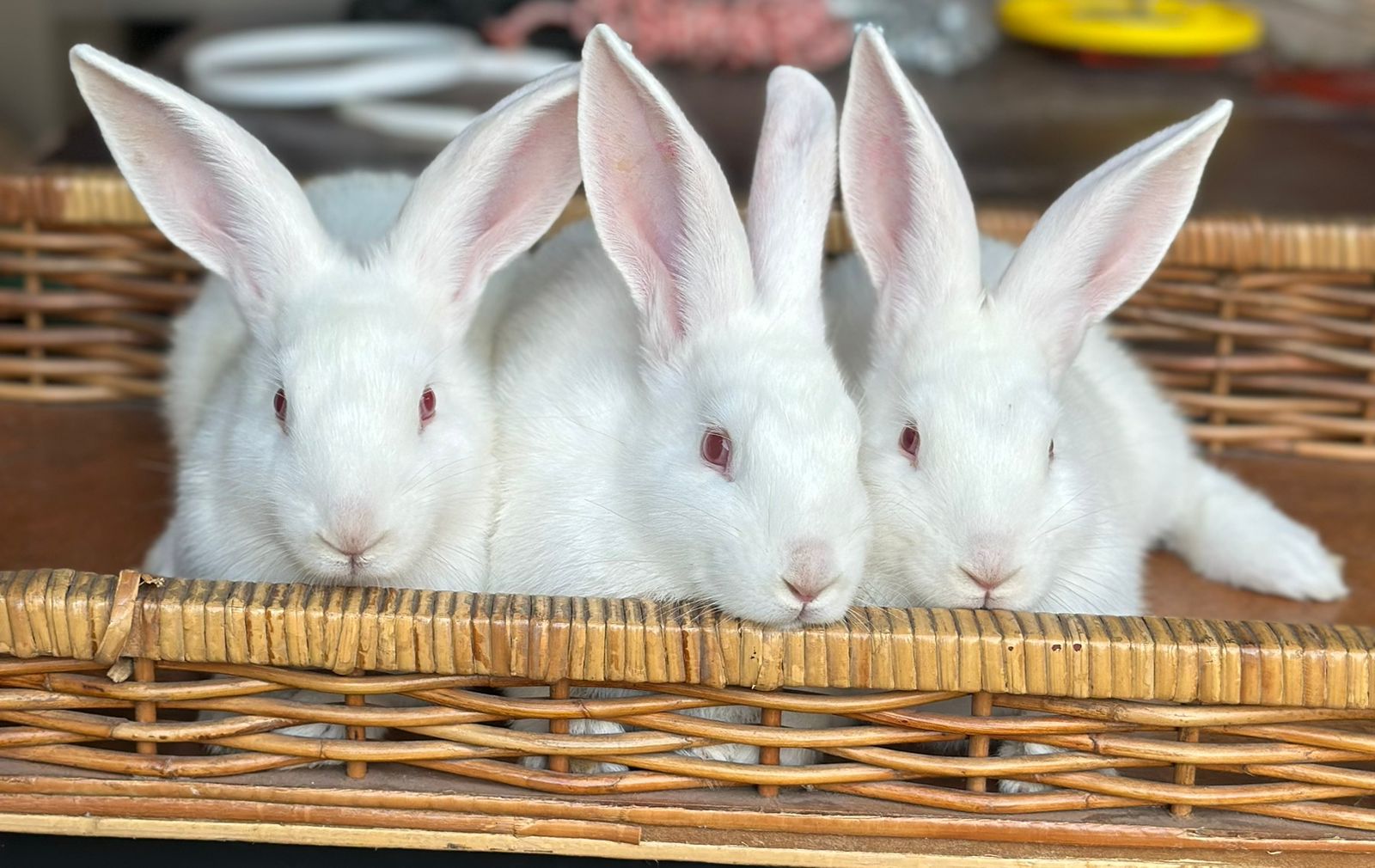New zealand white rabbits And flemish giant rabbits | Junk Mail Marketplace