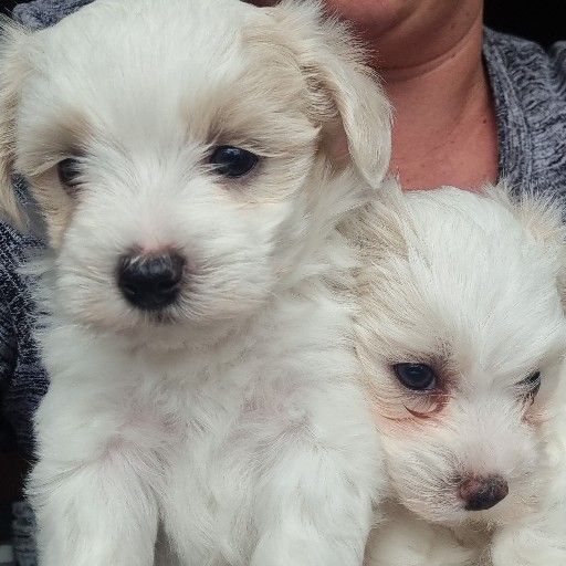 maltese puppies | Junk Mail