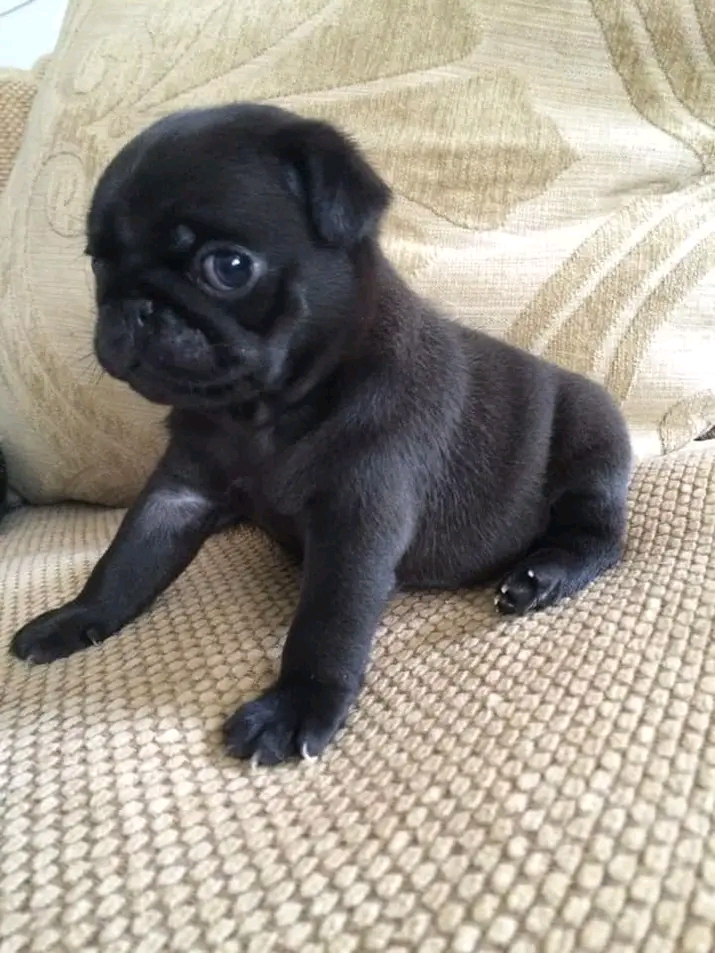 Pug puppies available 