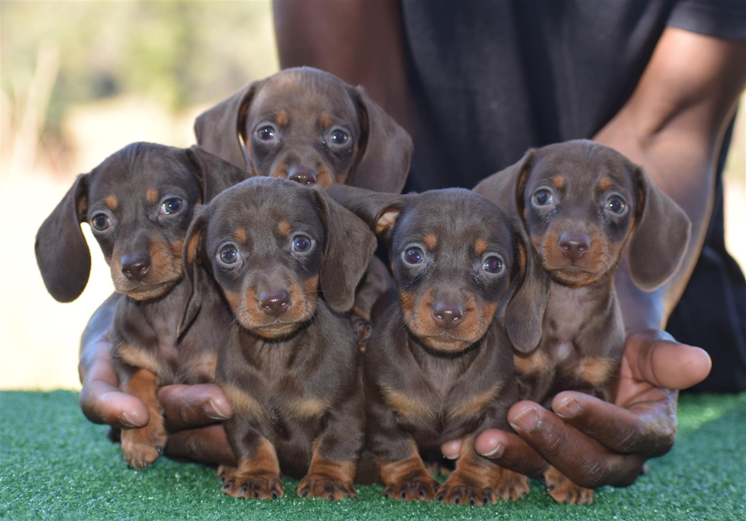Dachshunds Junk Mail Marketplace