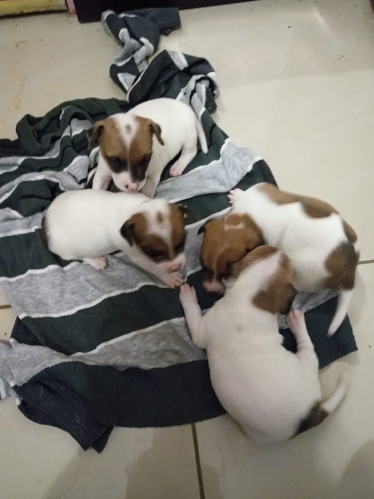 Jack Russel Puppies for Sale