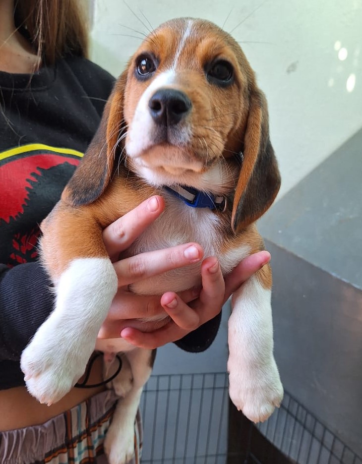 Adorable Pure Bred Beagle Puppies | Junk Mail