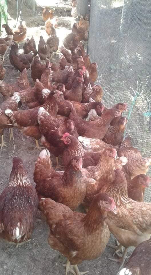 Chickens for Sale