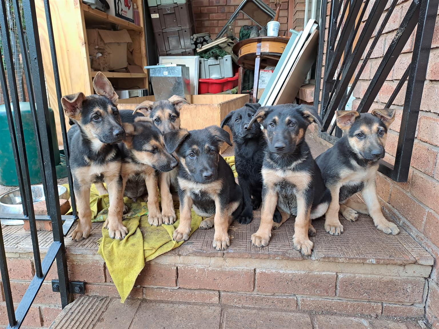 GermanShepherd puppies.