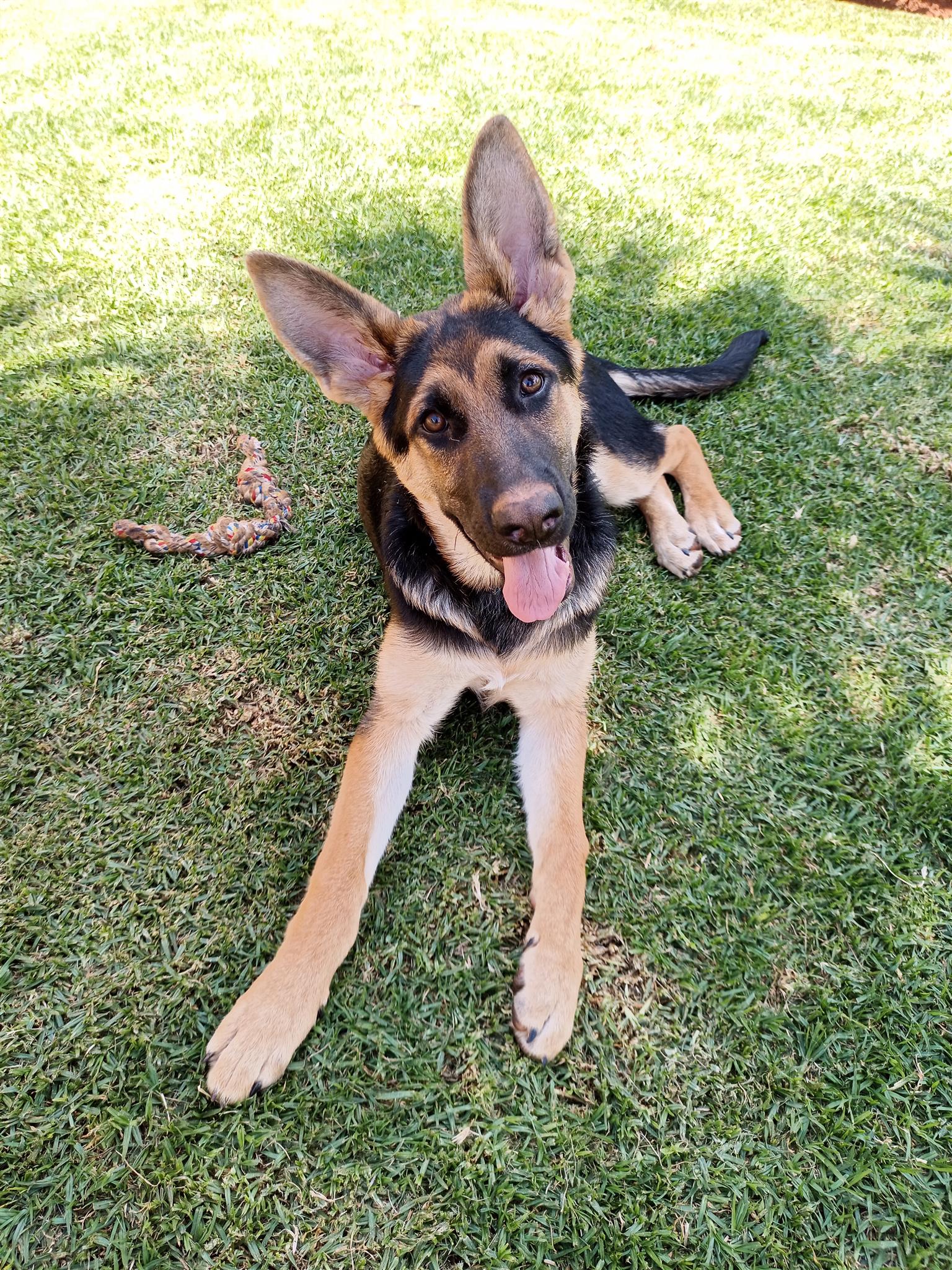  5 month old German Shepherd male puppy for sale. 