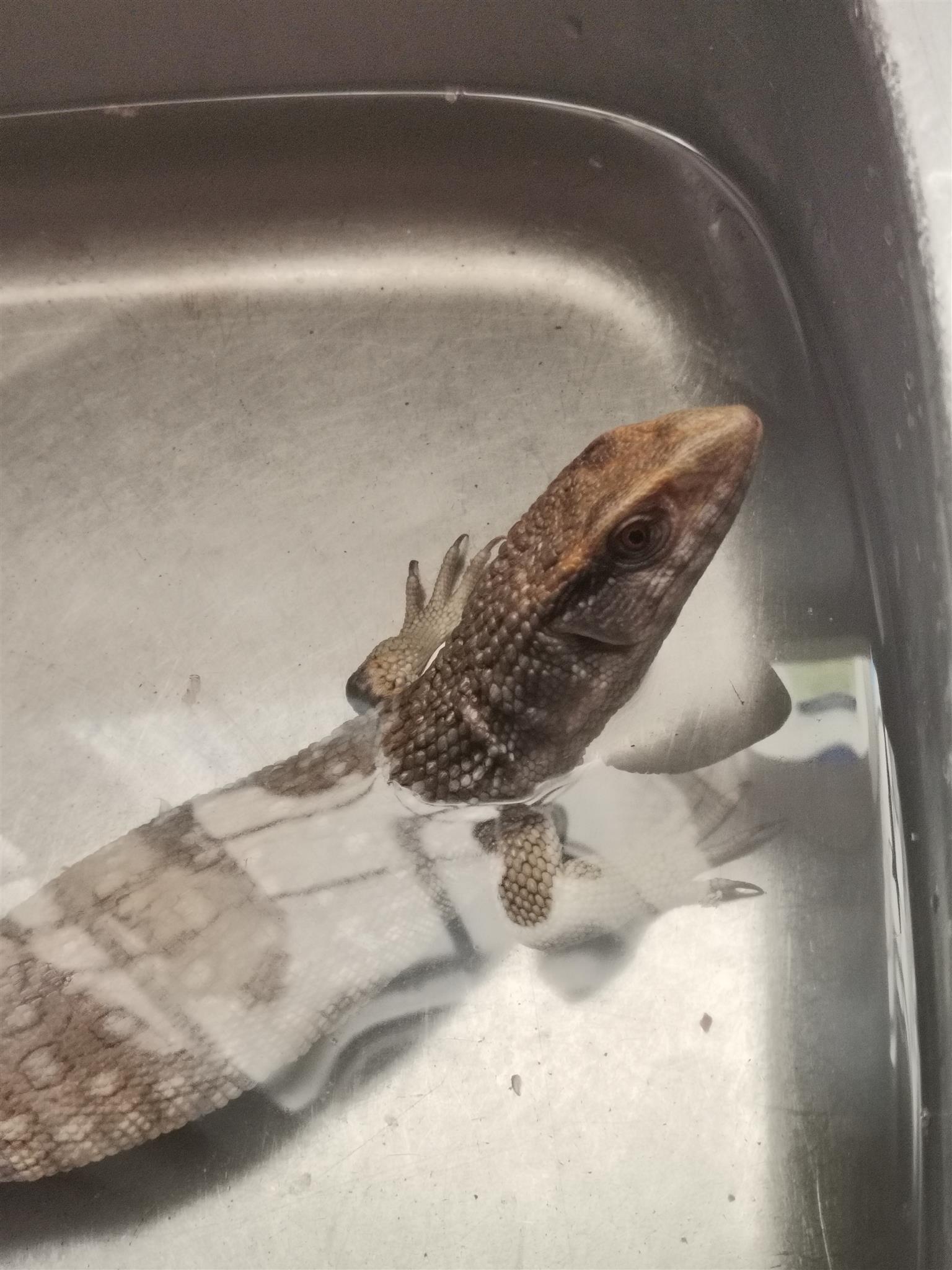 Bosc monitor (lizard) | Junk Mail Marketplace