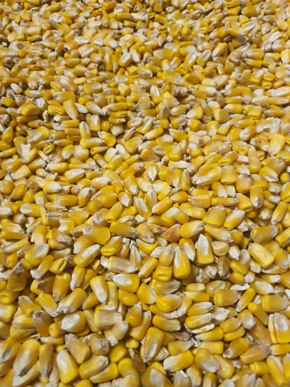 Yellow Maize available for sale 