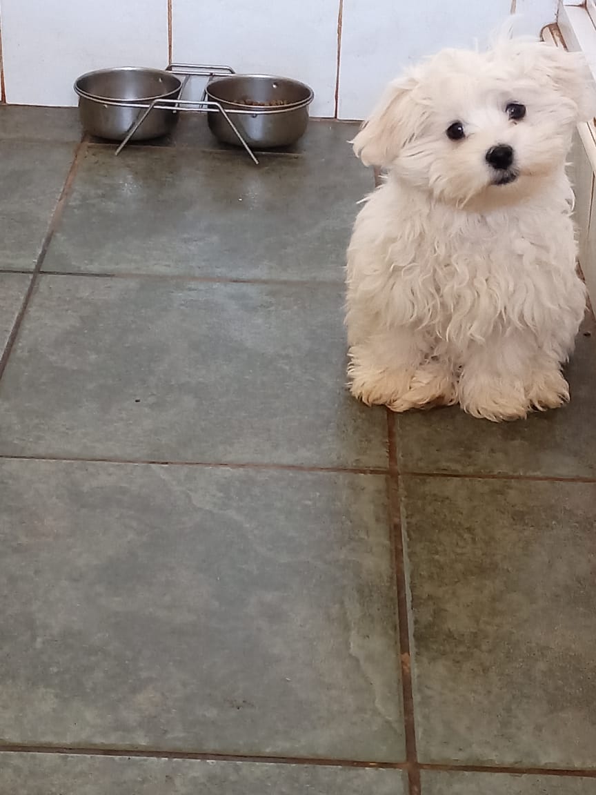 pedigree maltese puppies