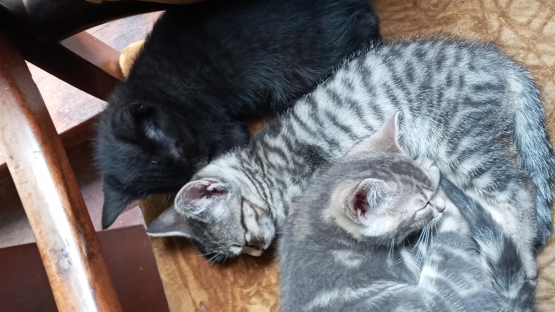 All three little kitties looking for a home