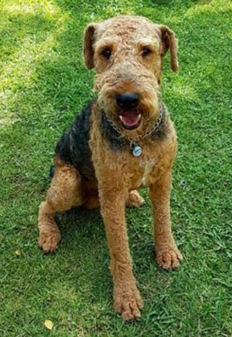 airedale puppies for sale near me