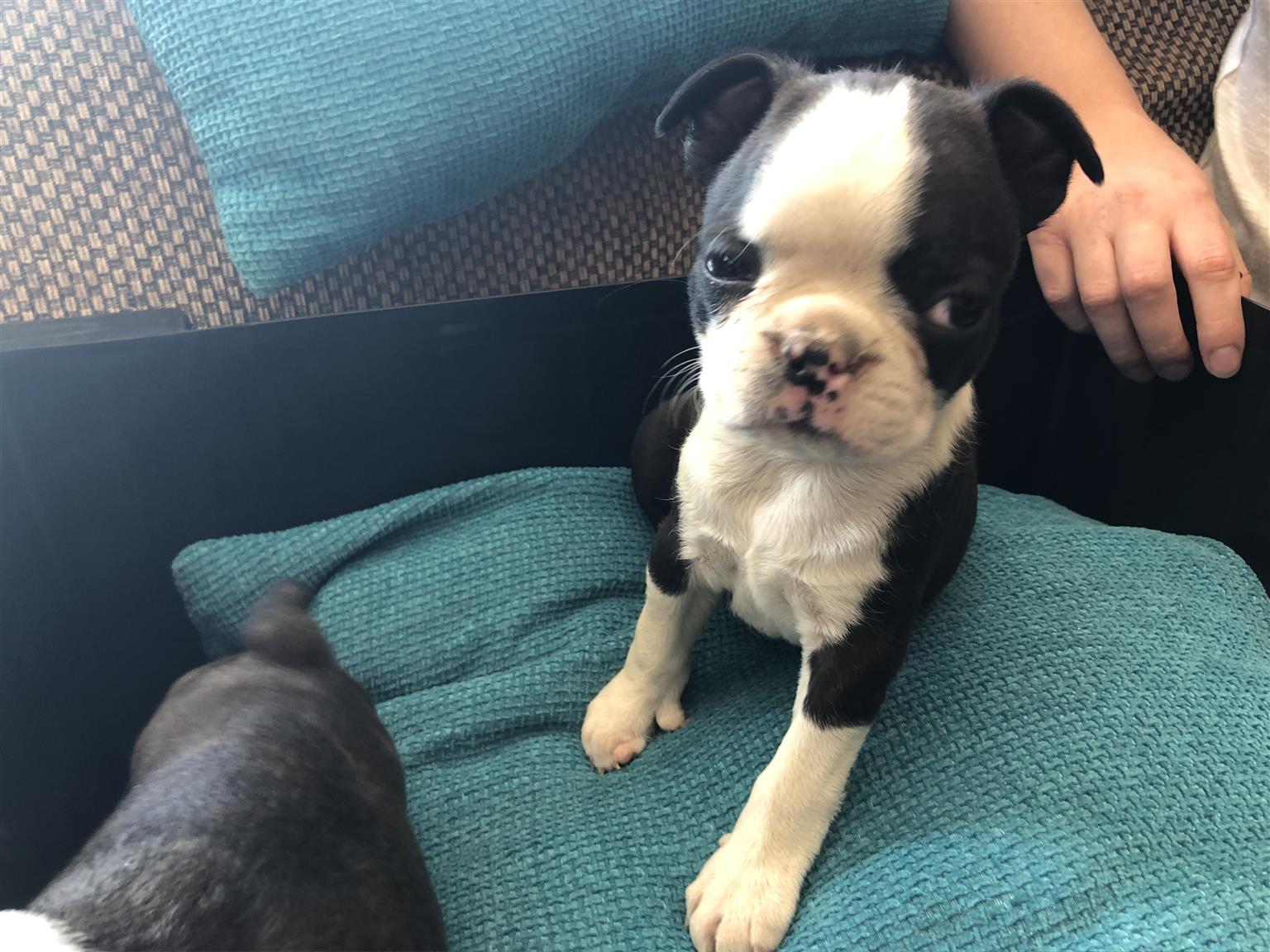 Blue Boston Terrier Puppies For Sale PetsWall