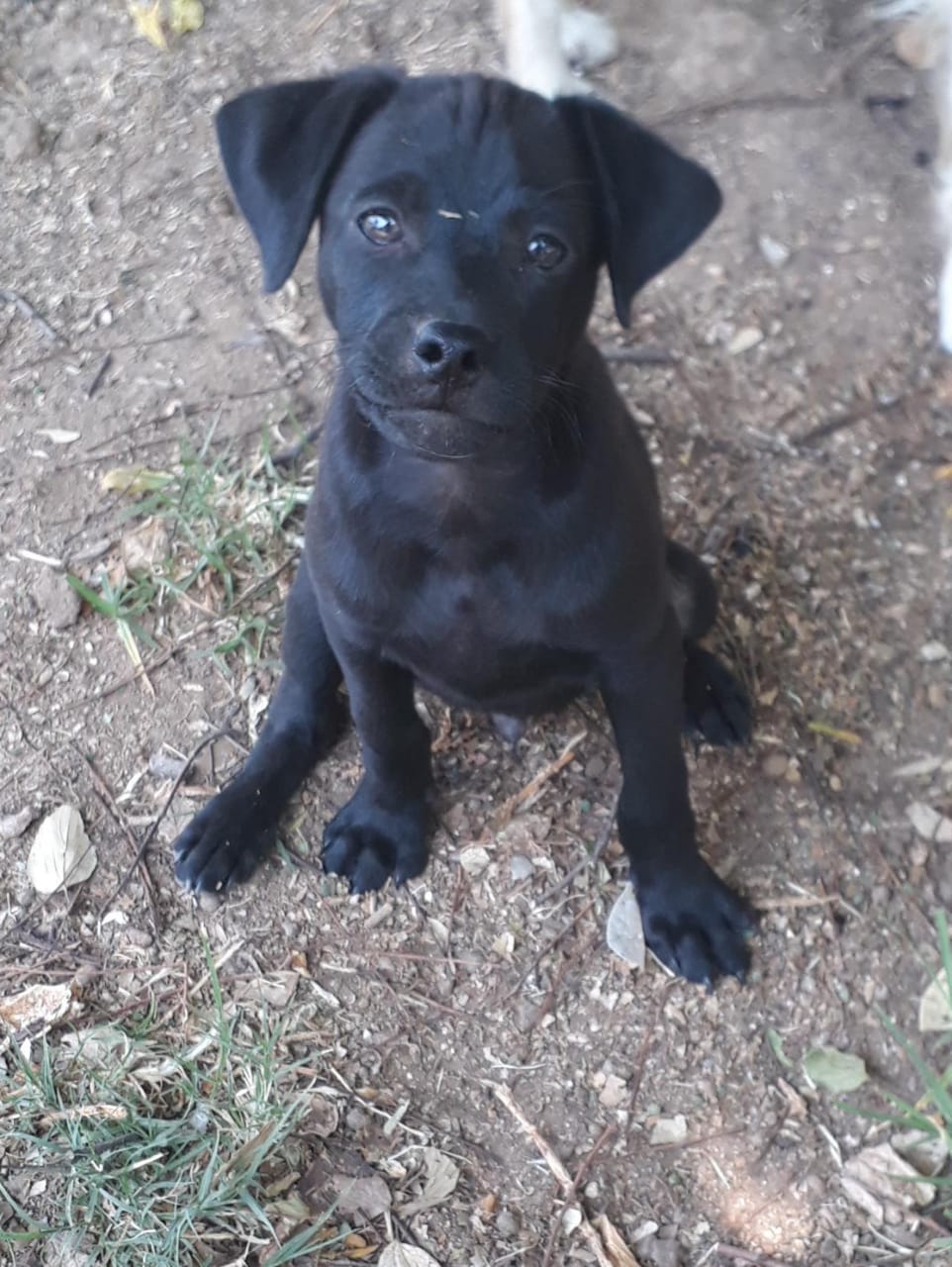 9 week old puppy pug and toy pom Junk Mail Marketplace