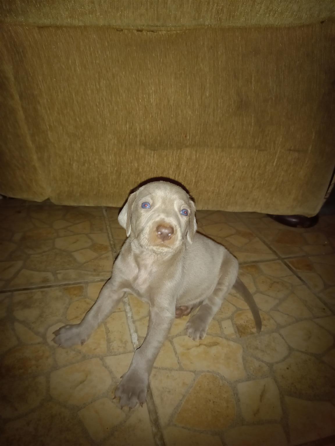 Weimaraner puppies best sale trade me