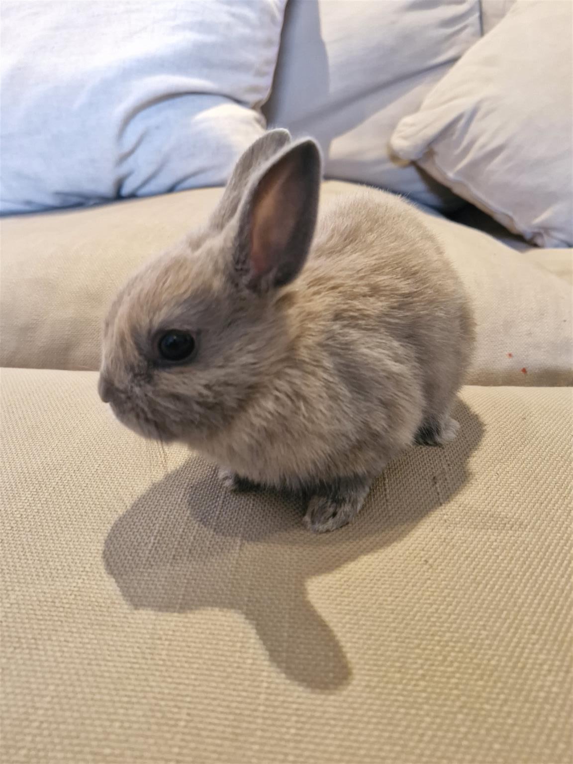Purebred Male Netherland Dwarf Rabbit | Junk Mail