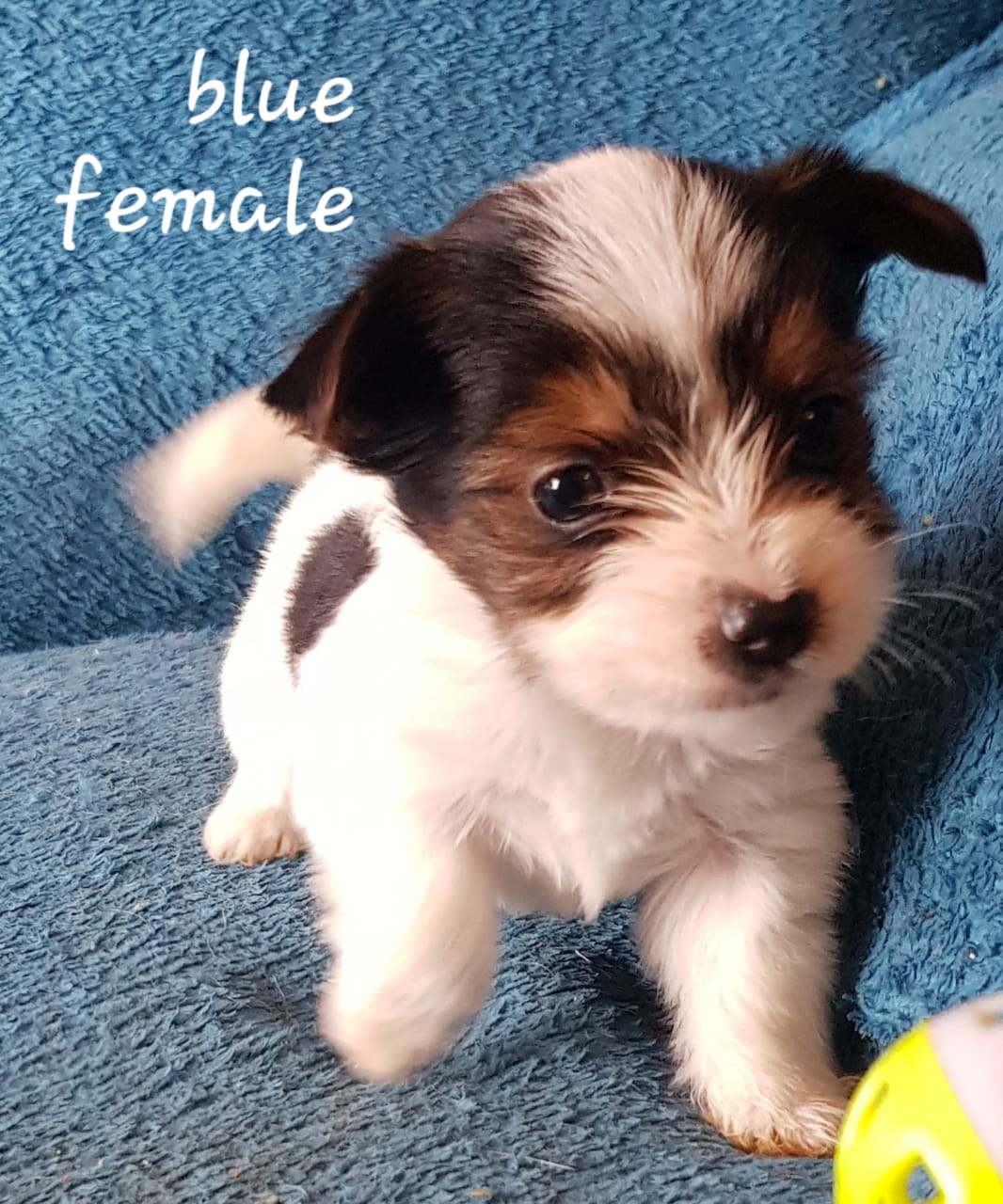 Purebred Male and Female Yorkie Puppies 