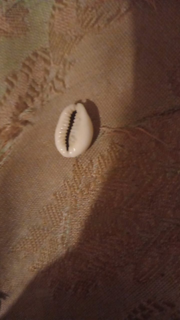 Cowrie shells for sale