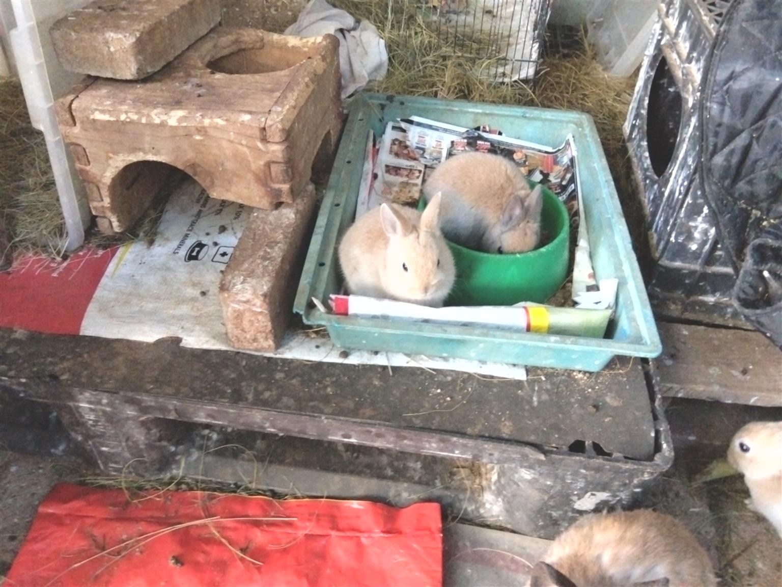 Dwarf rabbits | Junk Mail Marketplace