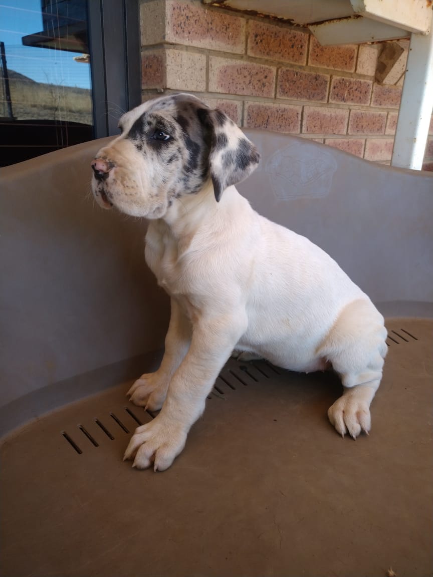 Giant German Bloodline Purebred Great Dane Puppies for