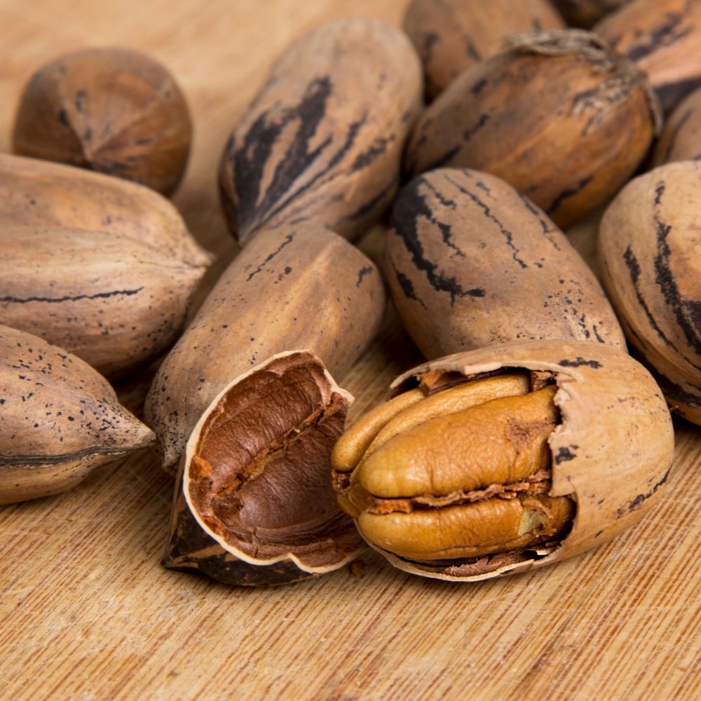 Pecan Nuts in shells - excellent quality