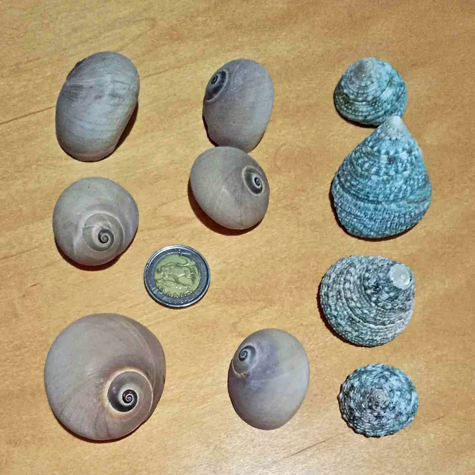 Ten Empty Sea Shells Ten Empty Sea Shells