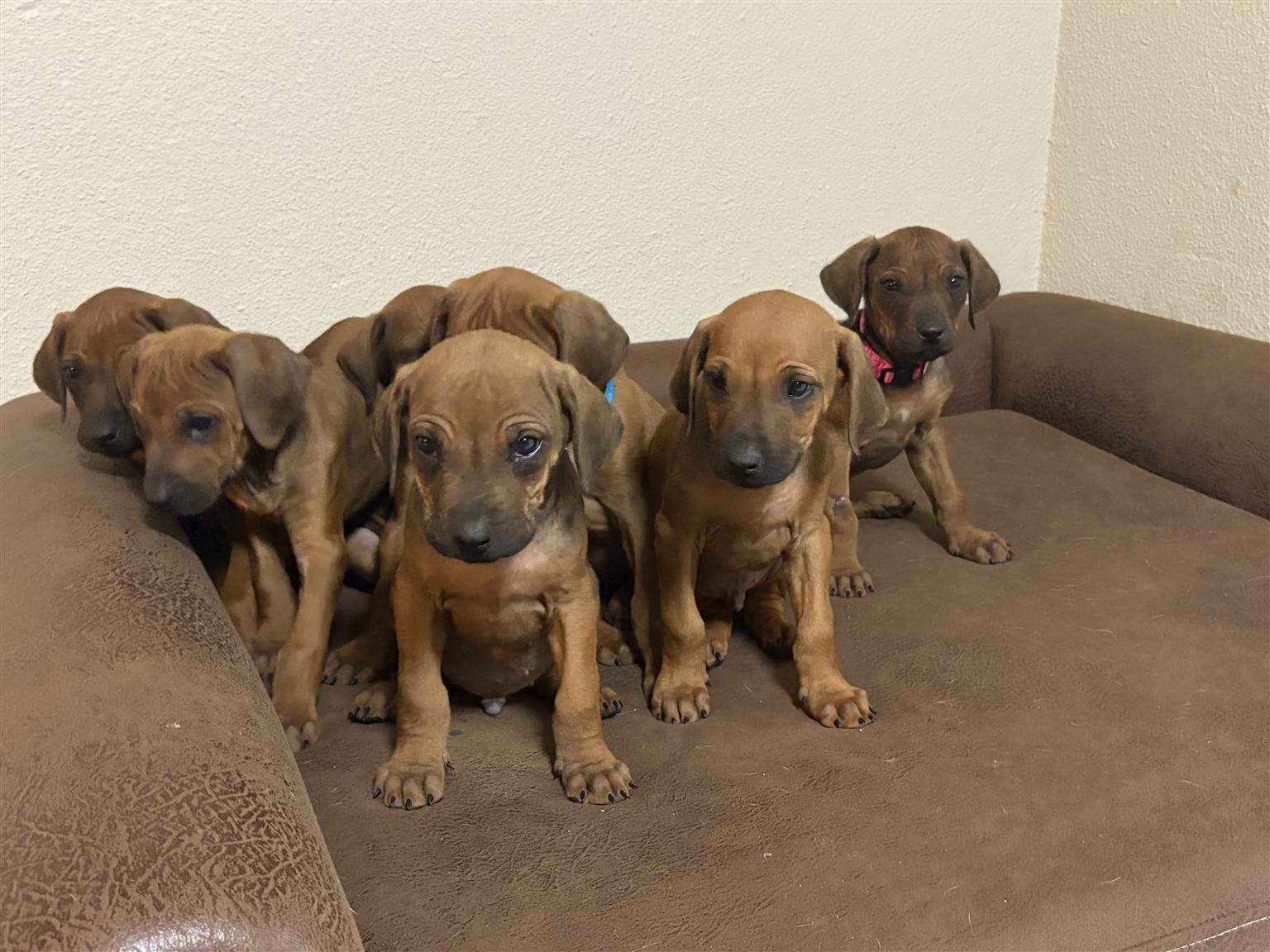 Zejak Ridgebacks Puppies Rhodesian ridgeback puppies | Junk Mail Marketplace