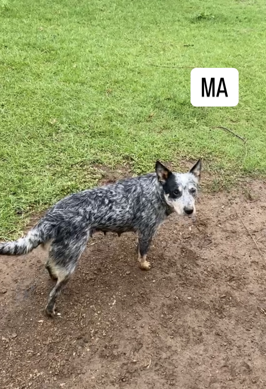 Opregte Australiese Beeshonde/ Blue heelers | Junk Mail Marketplace