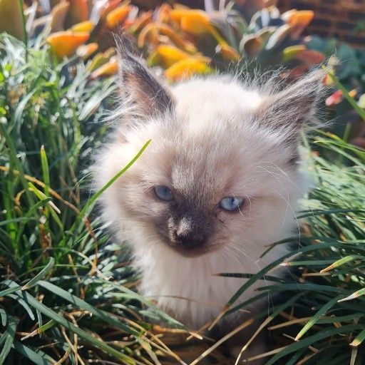ragdoll kittens | Junk Mail
