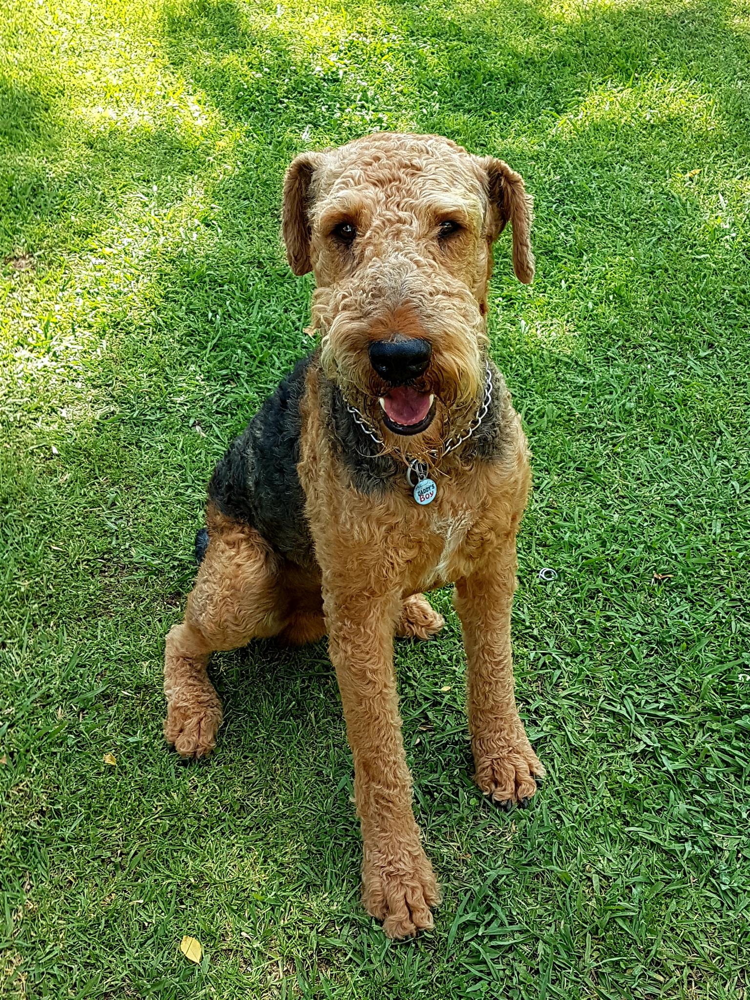 airedale terrier pups kusa registered junk mail