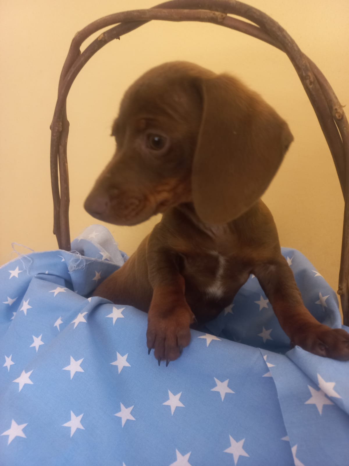 Dauschound puppy Junk Mail Marketplace