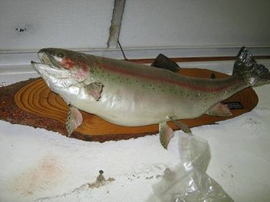 Fiberglass fish replica's by Fred Bezuidenhout Fiberglass fish replica's by Fred Bezuidenhout