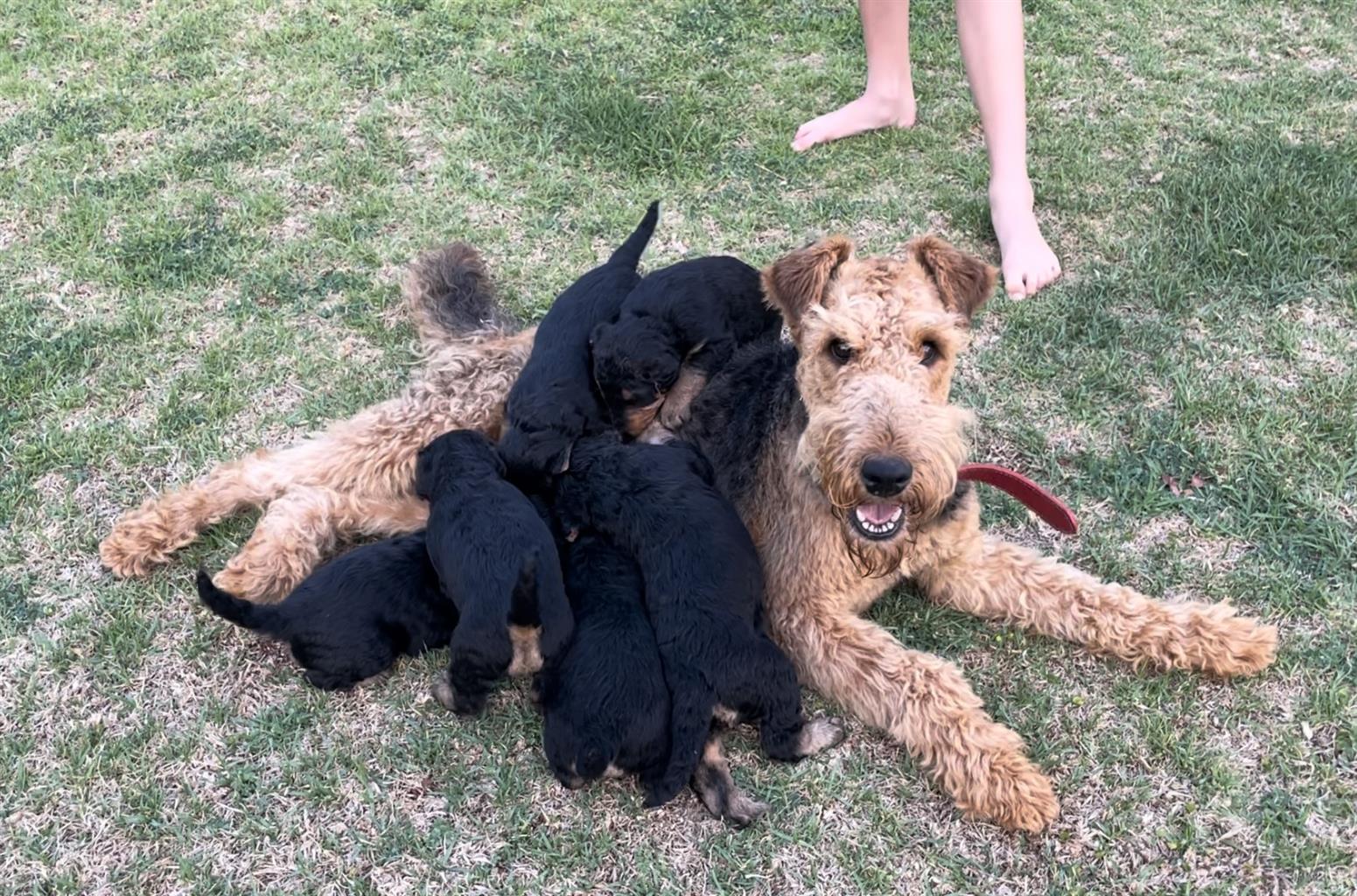 Airedale Puppies