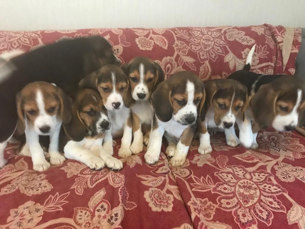 Beagle puppies for sale Junk Mail