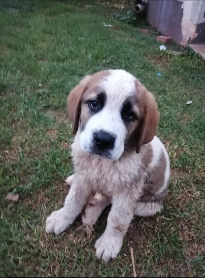 Three St Bernard puppies ready to go to new homes