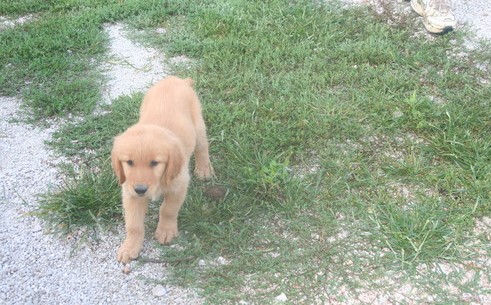 beautiful golden retriever puppies for sale