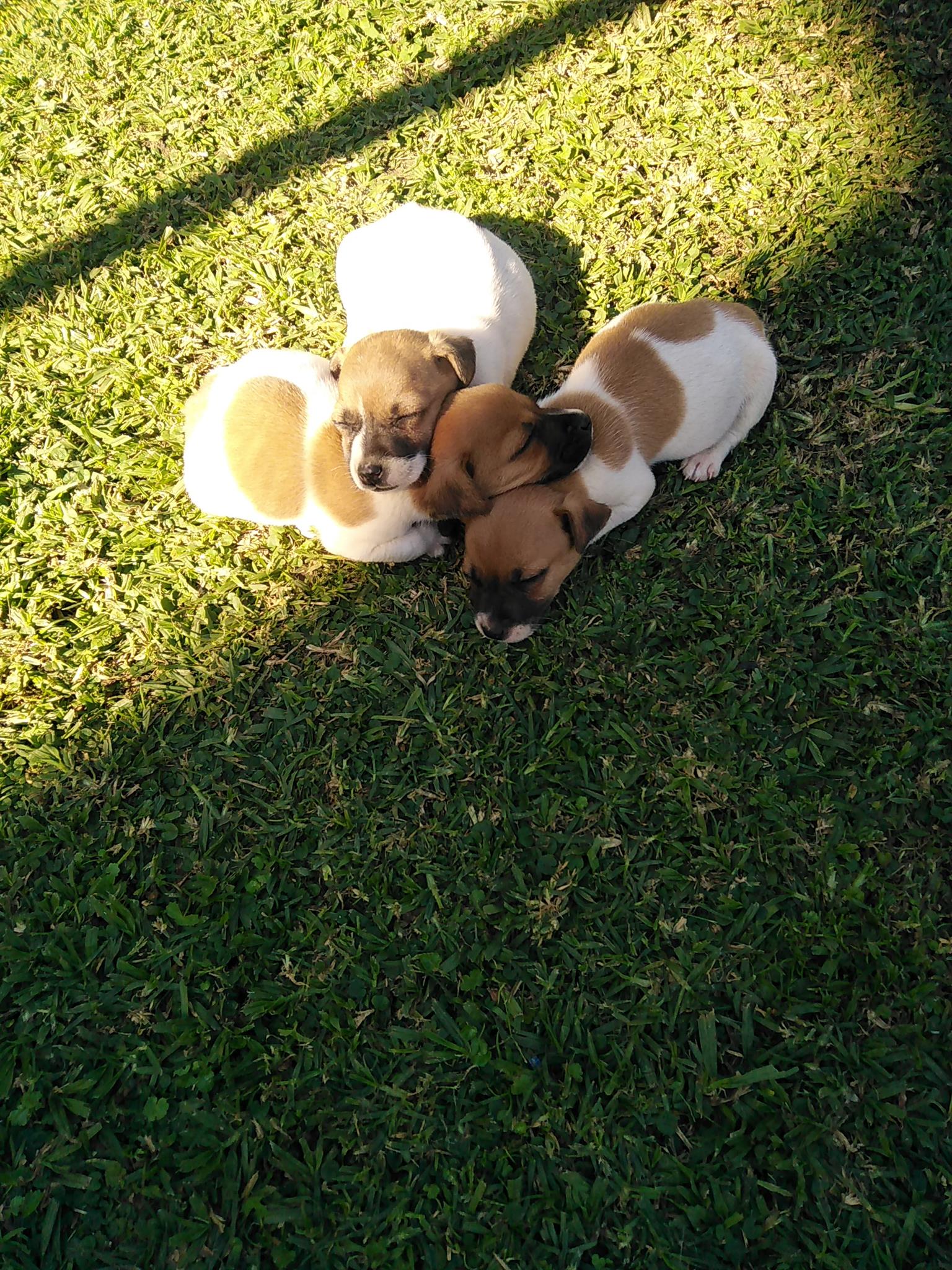 Beautiful Jack Russell Terrier puppies