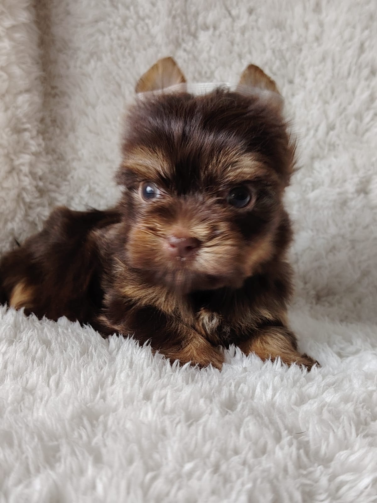 pocket size Yorkie males | Junk Mail Marketplace