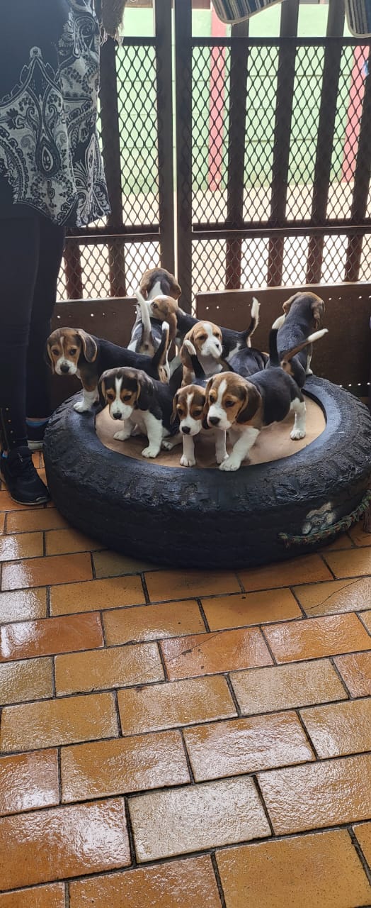 Adorable beautiful Beagle puppies for sale