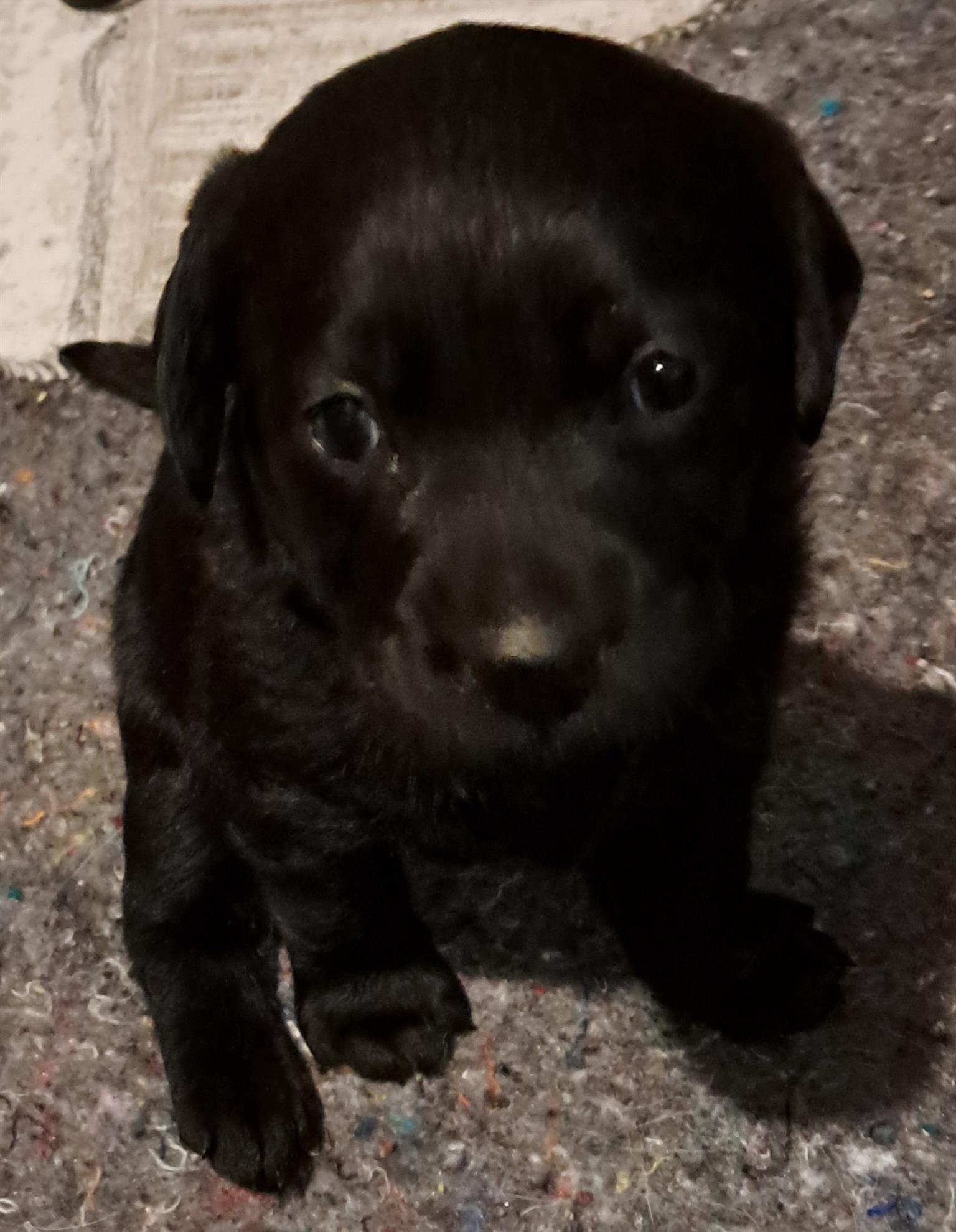 Labrador puppies for sale | Junk Mail Marketplace